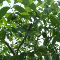 現有藍莓苗、櫻桃苗、核桃苗供應