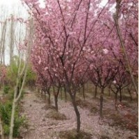 基地長期供應4公分速生櫻花苗 大量供應園林景觀櫻花苗 櫻花樹苗