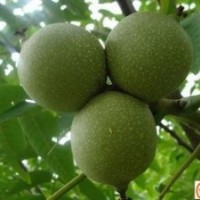 專業(yè)供應(yīng)核桃樹苗 紙皮核桃樹苗 基地長(zhǎng)期供應(yīng)8518核桃苗 掛果多