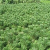 供應華山松