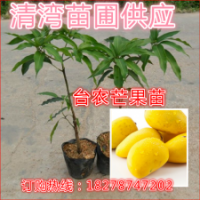 芒果苗 臺(tái)農(nóng)一號(hào)芒果苗 樹苗 批發(fā) 果苗