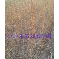 刺槐苗、刺槐、釘槐苗、洋槐