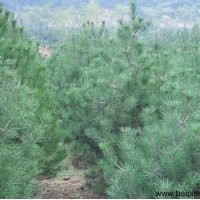 春季種植白皮松技術五要點