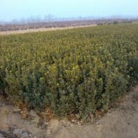 供應山東大葉黃楊工程苗