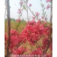 大量供應嫣紅菊花桃，質量保證，！