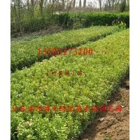 優質供應：綠化苗木：灌木：小苗：床苗：紅葉小檗小苗
