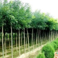 3公分速生國槐最新供應價格