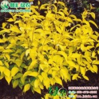 金葉紅瑞木 2014最具發展小苗 金葉紅瑞木落葉灌木