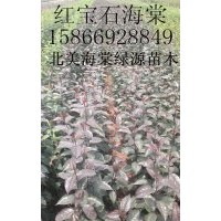紅寶石海棠，絢麗海棠，凱爾斯海棠，西府海棠