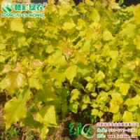 歐洲金葉楊 市場(chǎng)新寵 體量大 觀賞效果好 歐洲金葉楊小苗供應(yīng)包成