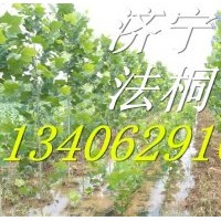 3公分速生法桐小苗批發(fā)供應(yīng)價(jià)格