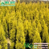 金冠柏 灌木 樹干直立 抗旱抗寒 喜光 金冠柏樹苗供應批發零售|江