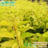 金色年華“金寶石” 優質彩葉樹種 金色年華“金寶石”小苗供應批