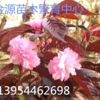 櫻花、紅葉櫻花、紅葉櫻花接穗