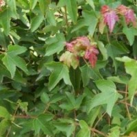 供應(yīng)三角楓小苗、三角楓小苗價(jià)格