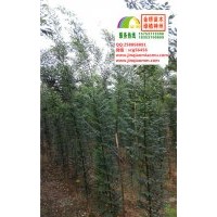 1、1.5、2公分速生國(guó)槐小苗清地價(jià)出售