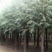 火炬樹、速生柳、旱柳春季熱銷