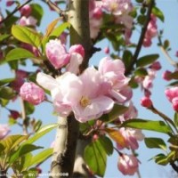 西府海棠成品苗，西府海棠芽苗，西府海棠根接苗及公分苗