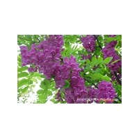 大量供應香花槐、白蠟、榆樹 小苗