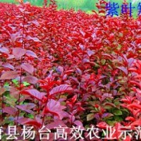 現在最便宜的苗木有花椒苗0.2元、山杏苗0.6元、毛桃苗0.8元、核