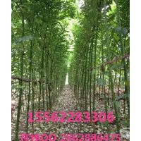 國槐 濟寧國槐基地 精品苗木 量大從優