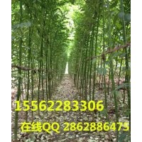 國槐 正宗國槐 專業種植