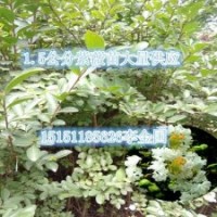 江蘇當年生0.8公分粗紫薇苗量大供應1米高紫薇小苗價格