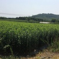 大量出售批發(fā)青梅苗青梅子播苗實(shí)生苗嫁接苗