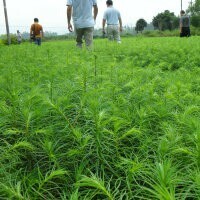 主要供應綠化苗;江西濕地松，江西馬尾松，江西楓香，江西榿木，