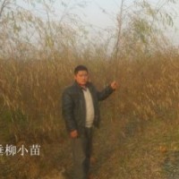 低價供應青皮垂柳苗 直柳