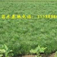 銷售營養杯油松苗每棵0.8元