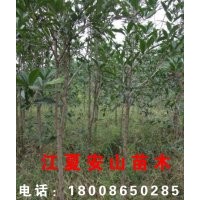 武漢周邊各種果樹(shù)苗，風(fēng)景（桃李），石楠、紅葉楓等