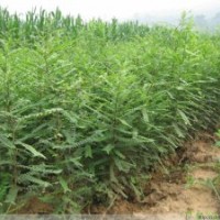 供應(yīng)皂角苗、產(chǎn)刺皂角苗、荒山造林皂角苗