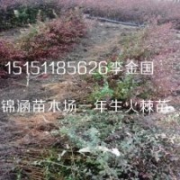 沭陽地區一年生火棘小苗50厘米高籽播火棘苗百畝基地
