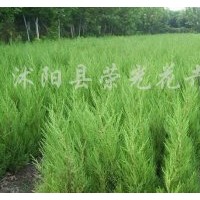 全國裝車價大量供應(yīng)蜀檜、龍柏、紅葉石楠
