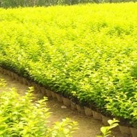 優質金葉女貞 常年出售金葉女貞 營養缽金葉女貞