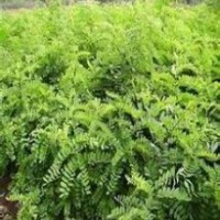 供應刺槐小苗國槐小苗