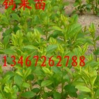 鈣果苗出售、鈣果苗價格、批發(fā)鈣果苗、鈣果苗種子、鈣果苗