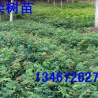 山西北欒苗，北欒籽，北欒苗小苗,北欒苗價格