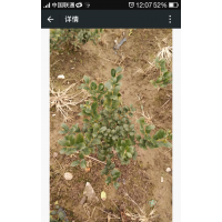 無刺構骨低價處理