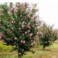 大量批發西府海棠小苗 行道樹西府海棠 工程綠化西府海棠樹苗