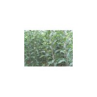 蘋果苗 桃樹苗 山楂苗 櫻桃苗 櫻花 核桃苗 綠化苗等