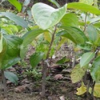 核桃苗、棗樹苗、山楂苗、柿子苗