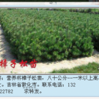 出售樟子松樹苗80-1米