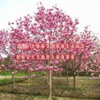 大量供應 紫玉蘭小苗 白玉蘭 紅玉蘭 黃玉蘭苗 玉蘭花