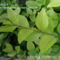 供應綠化小苗