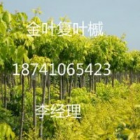 主要經營品種有. 金葉復葉槭，五角楓，紫葉稠李，紅葉李，金葉榆