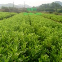 綠化苗木桂花樹、杜鵑，金葉女貞，桂花苗、樂昌含笑，深山含笑，