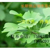 長(zhǎng)期供應(yīng)3-60公分銀杏樹(shù)、國(guó)槐等綠化苗木