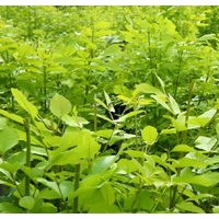 白蠟苗 優質白蠟苗 供應白蠟苗